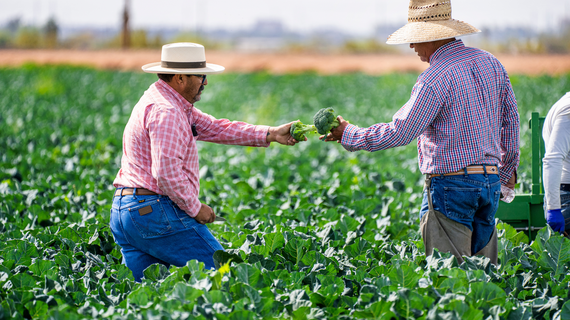 Pedidos de recuperação judicial no agronegócio crescem 529% no 2º segundo trimestre